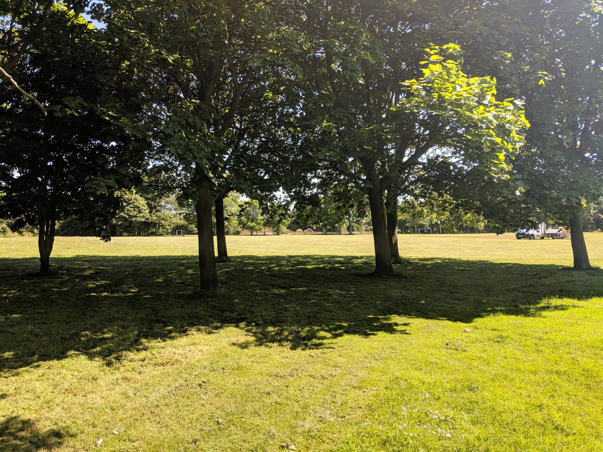 View of the grass area through the trees