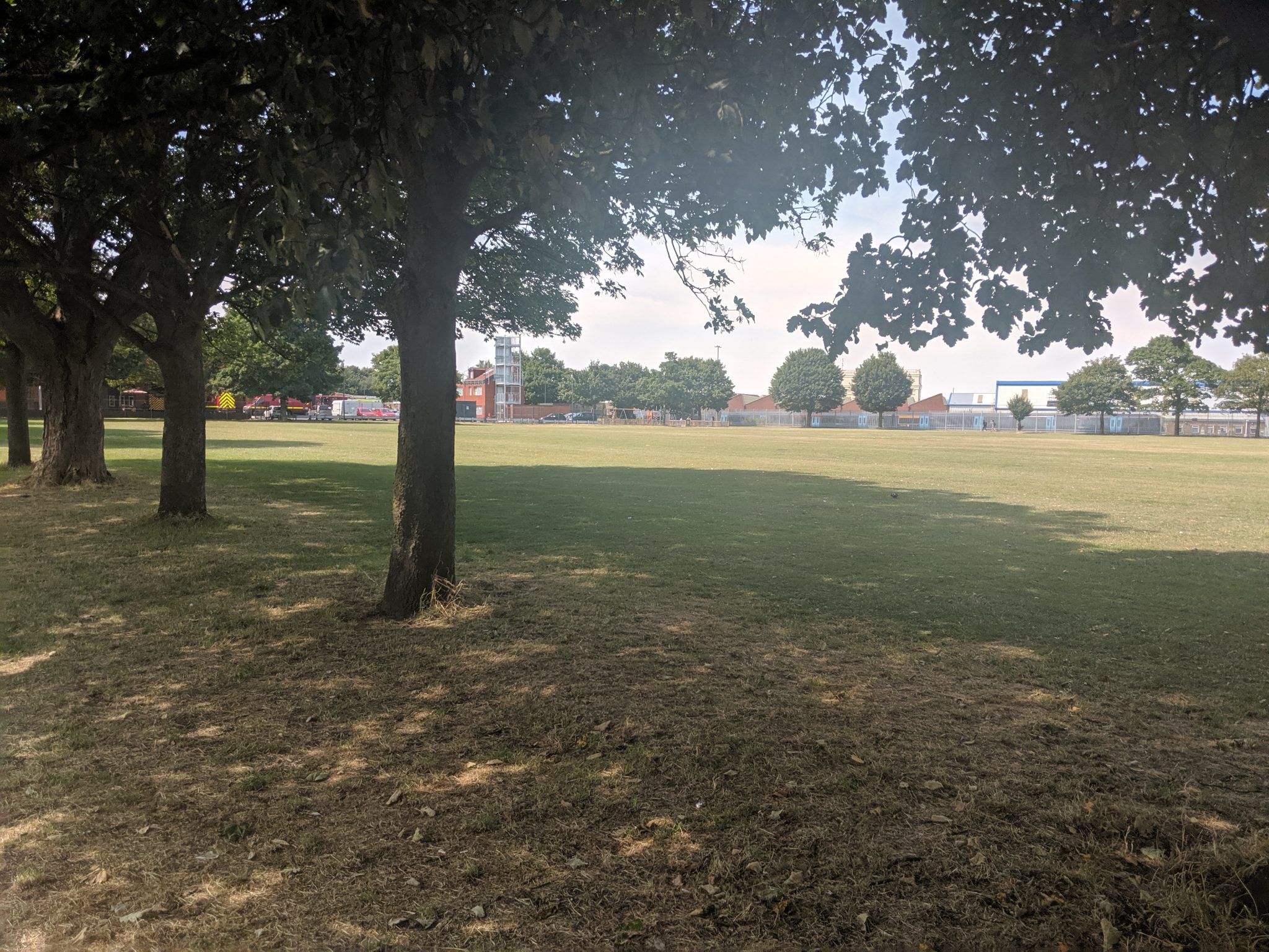 View through the trees to a large green open space