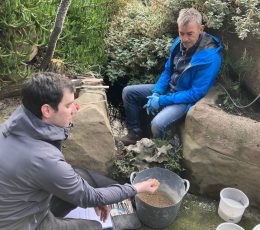 Specialist conservators repairing the Pulhamite rock gardens at Madeira Walk