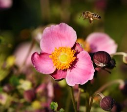 Honey bee about to land on a flower