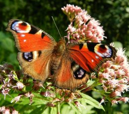 Butterfly on flower