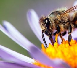 Honey bee on flower