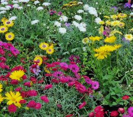 flowers planted for the beautification of the town centre