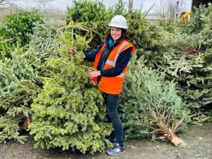 Pile of Christmas Trees ready to be recycled