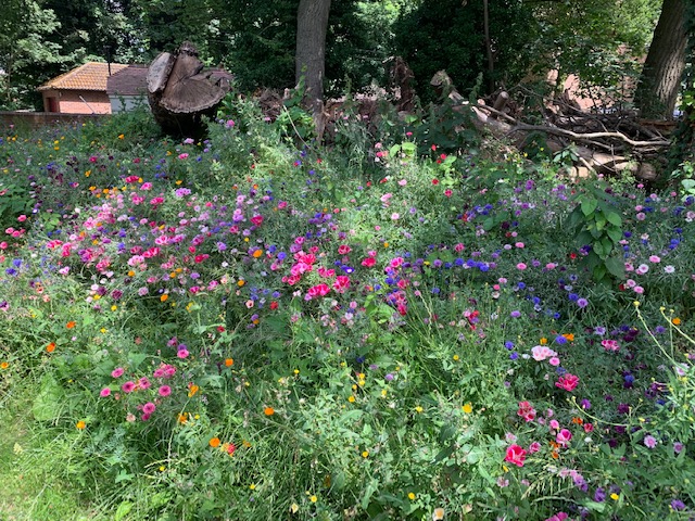 Wildflower area for wildlife, pollination and insects