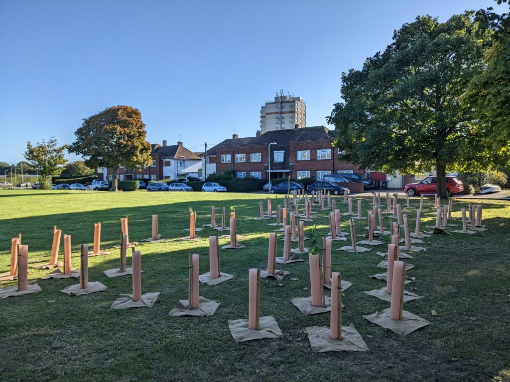 The young trees planted at Newington Green