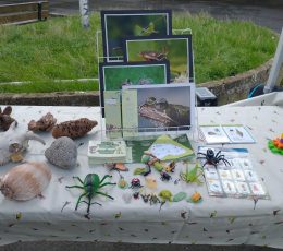 A stall showing different animals