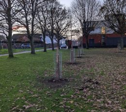 tree planted in Warre recreation ground
