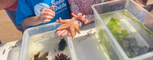 Children exploring sealife