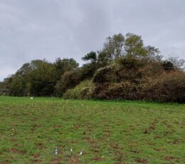 View of Dane Valley Woods, with grass in the foreground