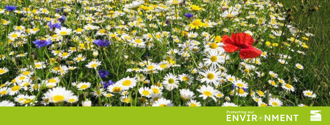 Wildflower meadow in Thanet on a sunny day, featuring white, red, and yellow flowers scattered among tall green grass. Protecting our environment is written along the bottom with Thanet District Council's logo