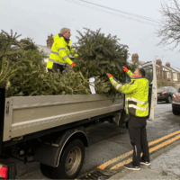 Tree collection Christmas tree being loaded onto the back of a van